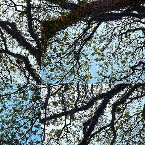 L’AMORE TRA GLI ALBERI
