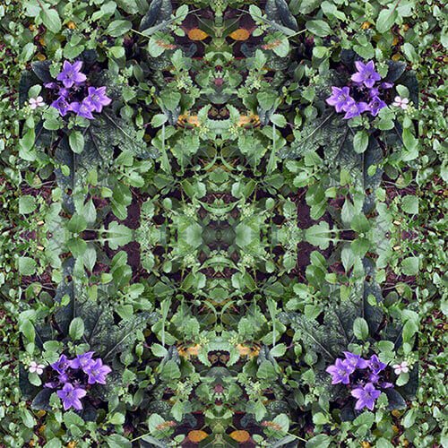 VIOLETTA