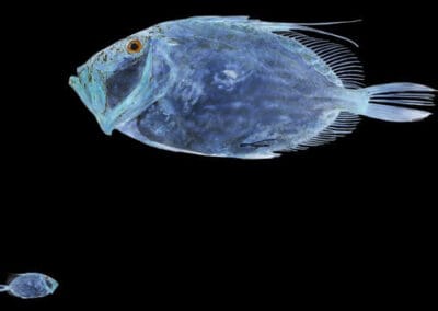 LA VIDA ES SUEÑO N°1