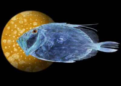 LA VIDA ES SUEÑO N°2